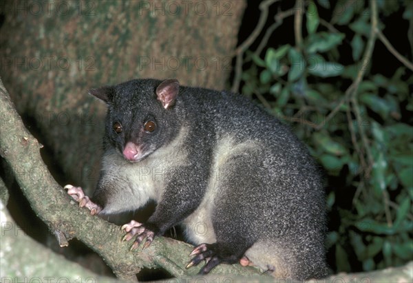 Short-eared possum