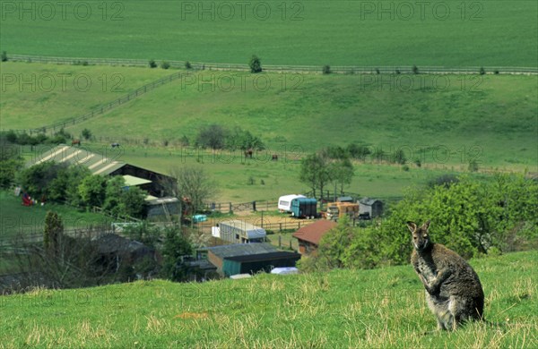 Red-necked Wallaby