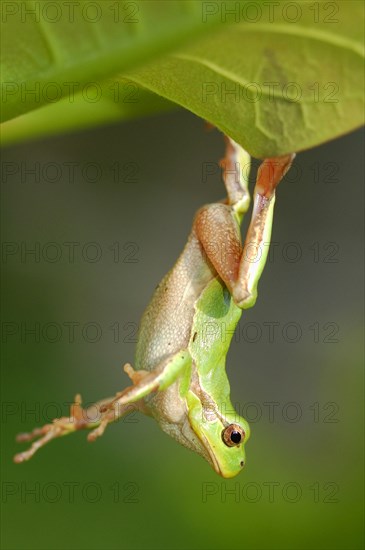 Italian tree frog