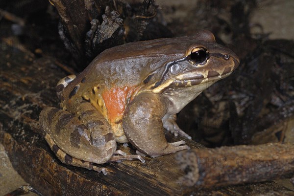 Smokey Jungle Frog