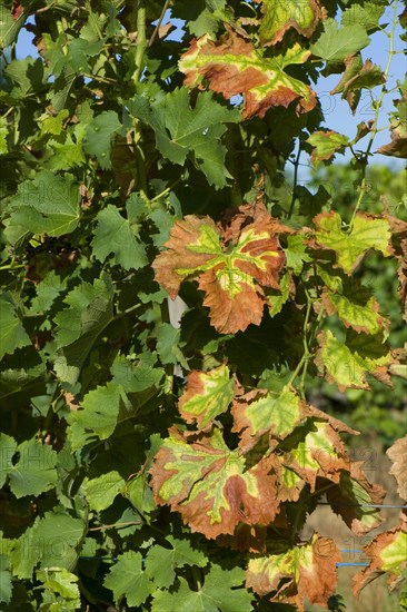 Symptoms of magnesium deficiency on vines in fruit in the Gironde