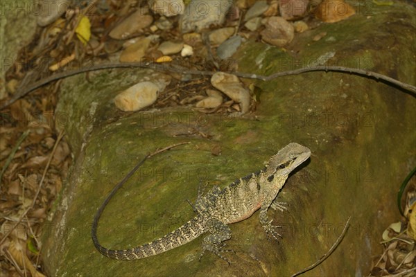 Australian Water Dragon