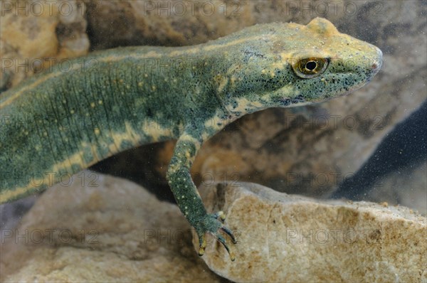 Sardinian brook salamander