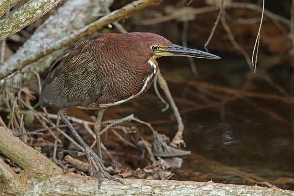 Red Tiger Heron