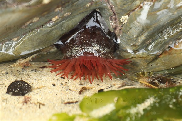 Beadlet anemones