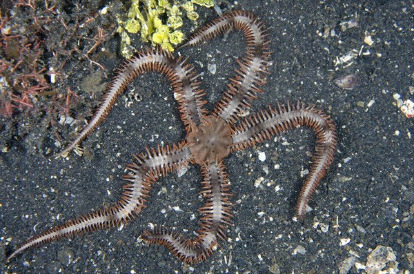 Black brittlestar