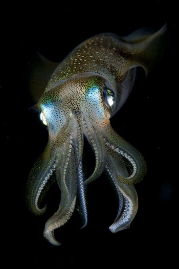 Bigfin reef squid