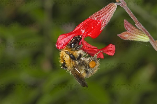 Common card bumblebee