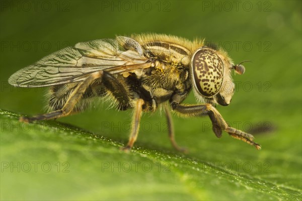 Black Eye Spotted Hoverfly