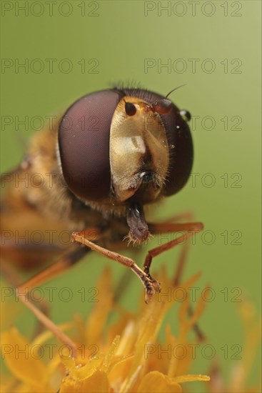 Grove hoverfly