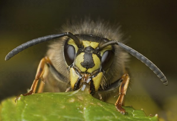 Common Wasp