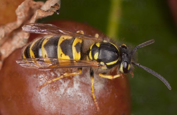 Common Wasp