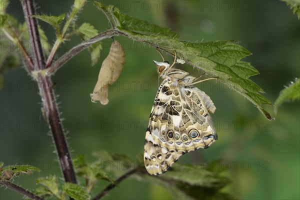 Painted painted lady