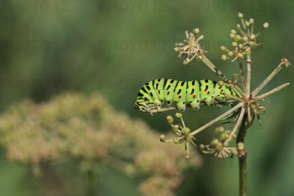 Swallowtail