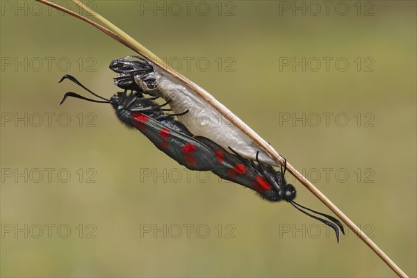 Six-spotted Burnet adult pair