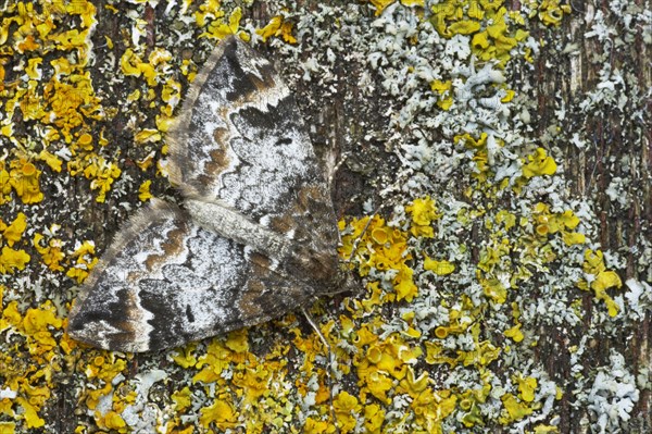 Common Marbled Carpet