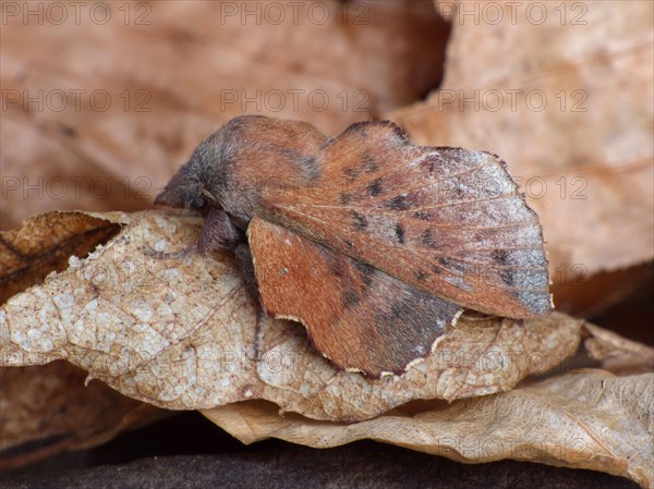 Epicnaptera ilicifolia