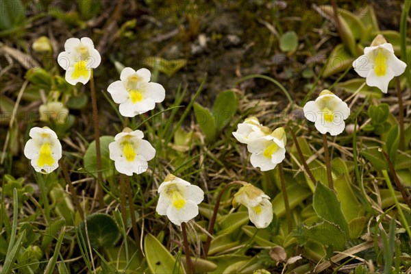 Alpine Butterwort