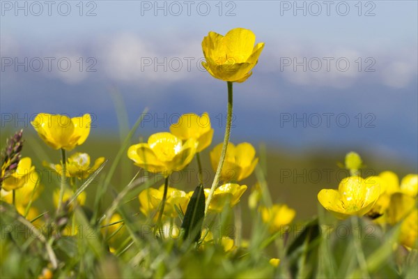 Mountain Buttercup