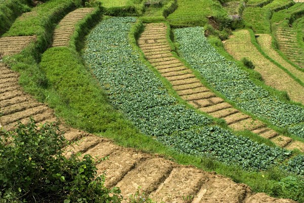 Vegetable cabbage