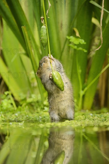 European water vole