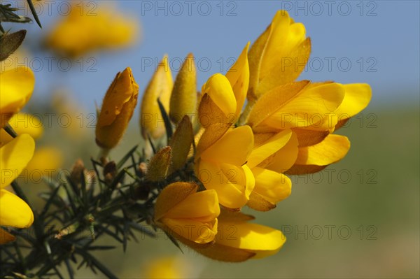 Common common gorse