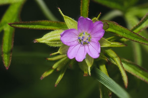 Cut-leaved crane's-bill