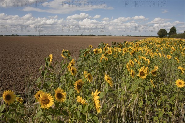 Sunflower