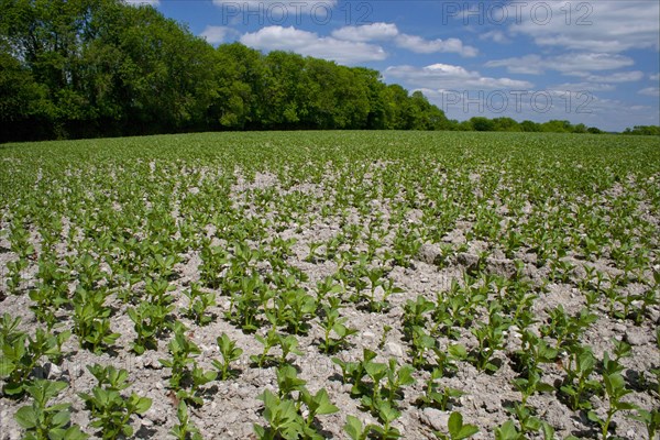 Field Bean