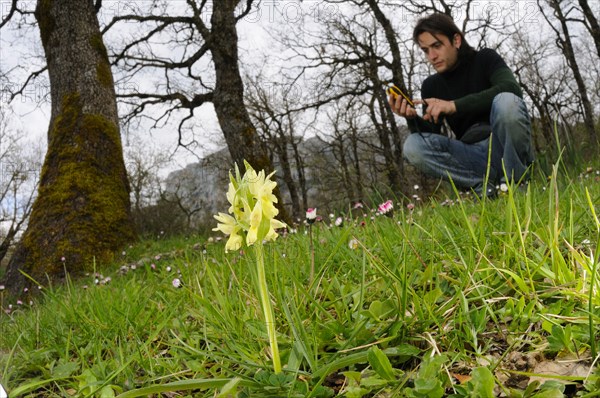 Flowering Roman roman dactylorhiza