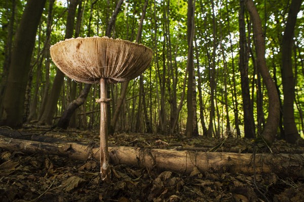 Slender Parasol