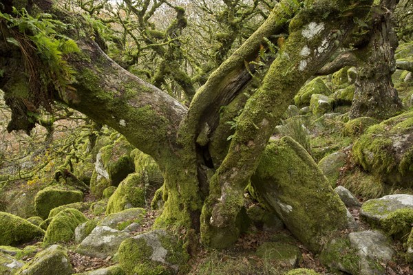 English oak