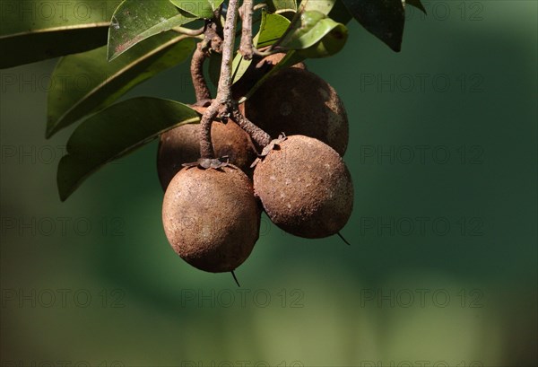 Sapodilla