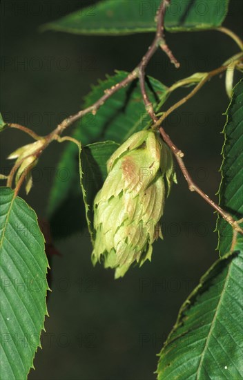 Oriental hornbeam