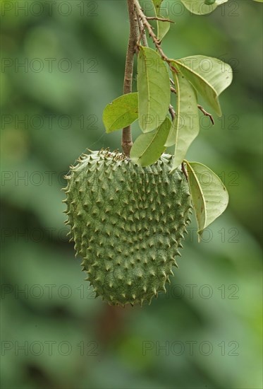 Soursop