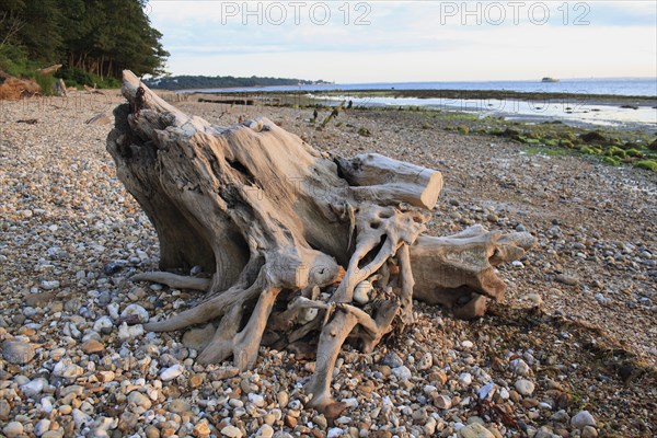 Tree stump on beach with incoming tide at dawn