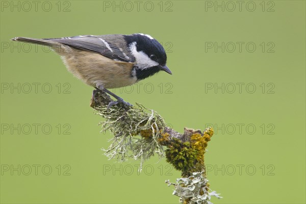 Coal tit