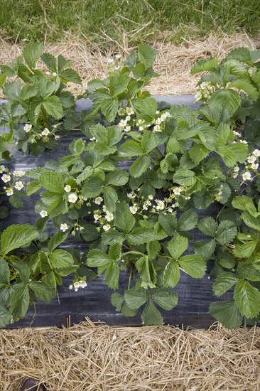 Freshly laid straw used to reduce mud splashes on fruit. Elsanta strawberry plants