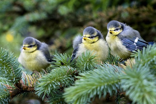 Blue Tit