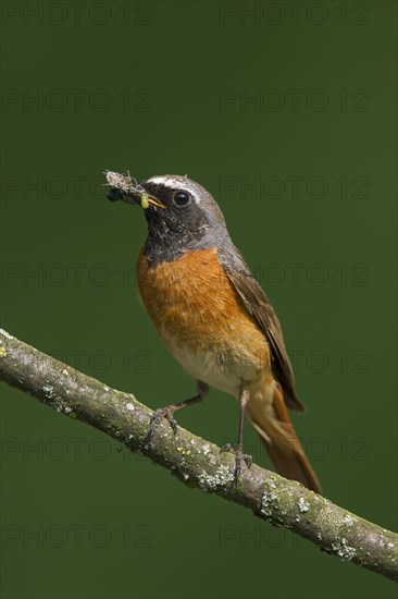 Common redstart