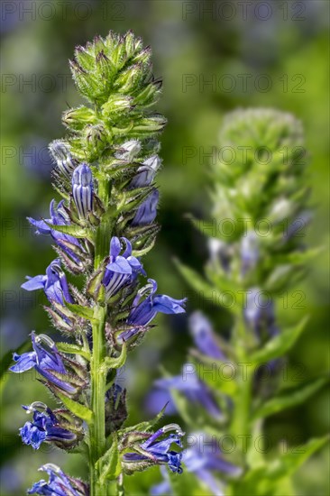 Big Blue Lobelia