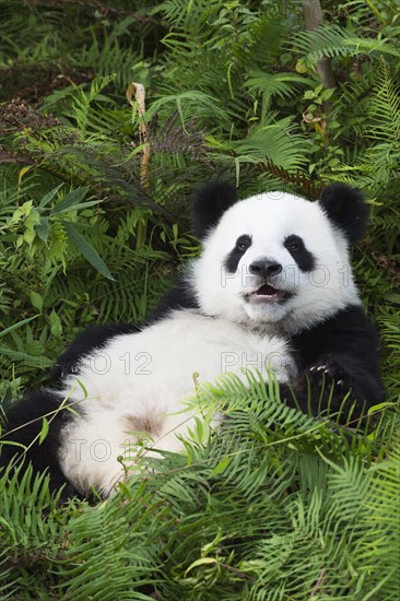 Two years aged young Giant Panda