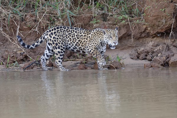 Young jaguar