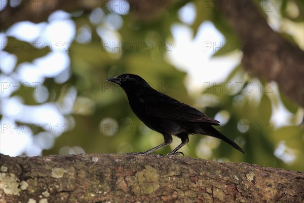 Chopi blackbird