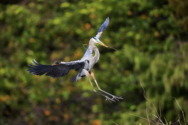 Great Blue Heron