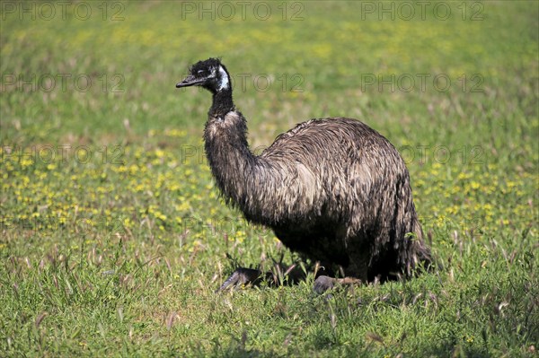 Emu