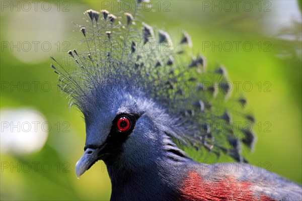 Southern Crowned Pigeon