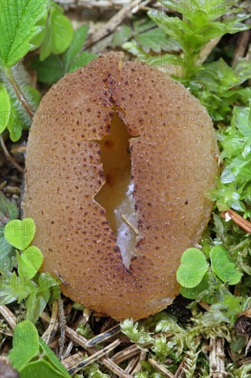 Common Morel Fritillary