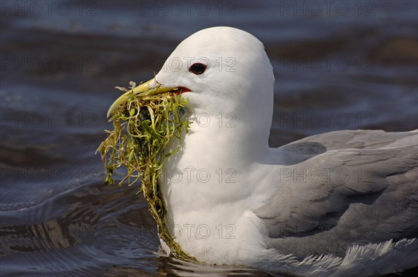 Kittiwake