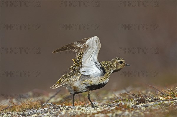 European golden plover